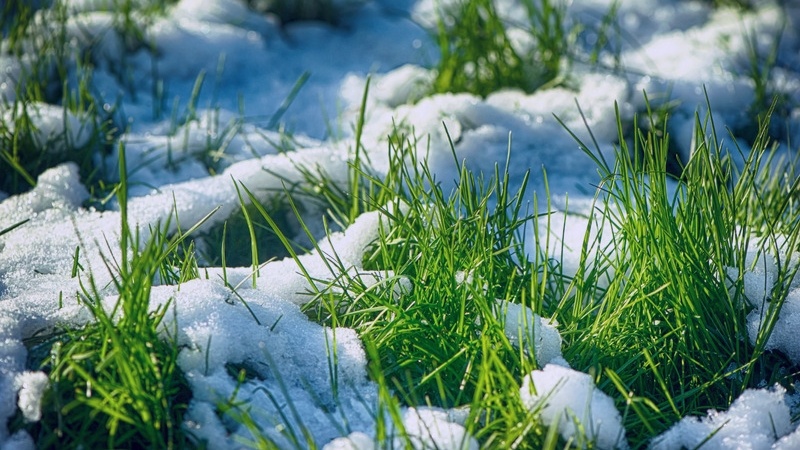 Green grass poking through a layer of snow