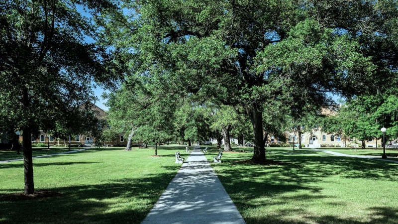 Tree-lined sidewalk in a park